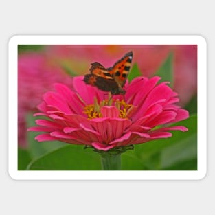 Tortoiseshell Butterfly, August 2021 Sticker